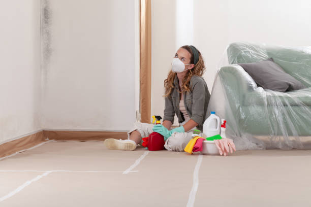 Trusted Basement Mold Remediation service in The Colony, TX - Cheap Mold Removal