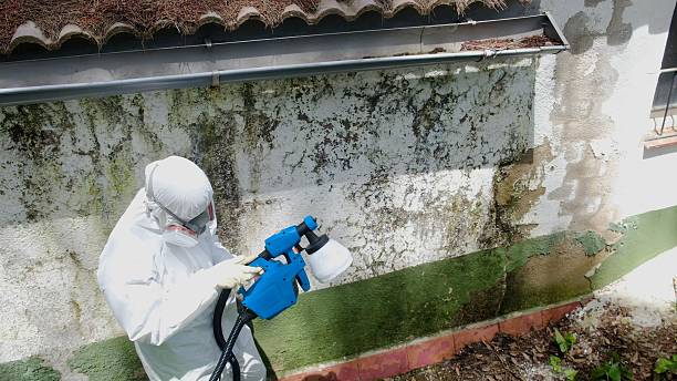 Trusted Attic Mold Removal service in The Colony, TX - Cheap Mold Removal